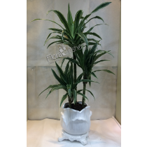 Dracaena Warneckii Small