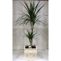 Dracena MARGINATA II