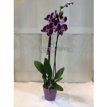 Orchida  MP19