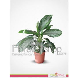 Dieffenbachia Plants 3