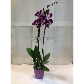 Orchida  MP19