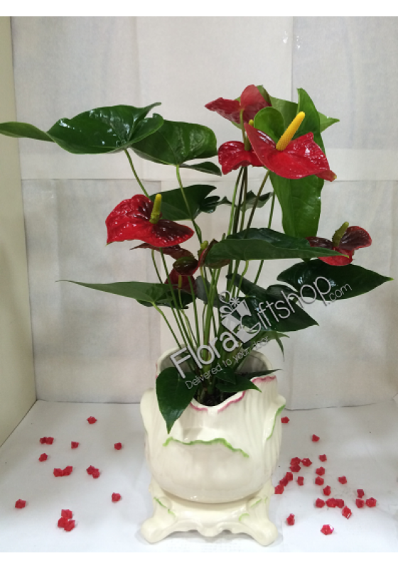 Anthurium Plants 