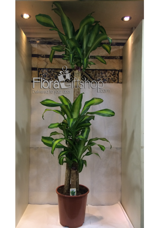 Dracaena Massangeana