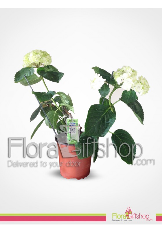 White Hortensia 