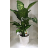 DIEFFENBACHIA Plant