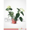 White Hortensia 