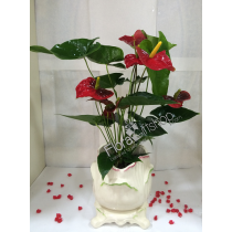 Anthurium Plants wardati