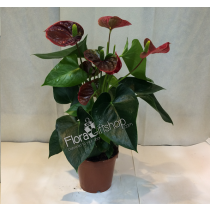 Anthurium Plants wardati