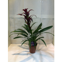 Guzmania Plants4