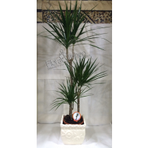 Dracena Plants