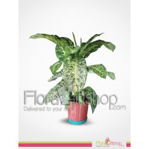 Dieffenbachia Plants 2