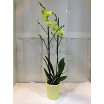 Orchids
