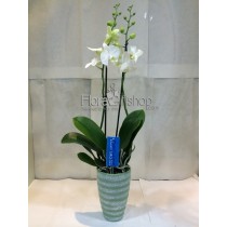 Orchids