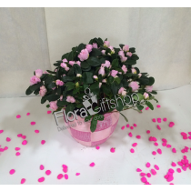 Pink AZALEA PLANT (MP5)