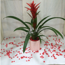 Guzmania Plants in Red