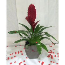 Guzmania Plants2