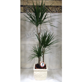 Dracena Plants