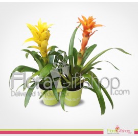 Guzmania Wardati