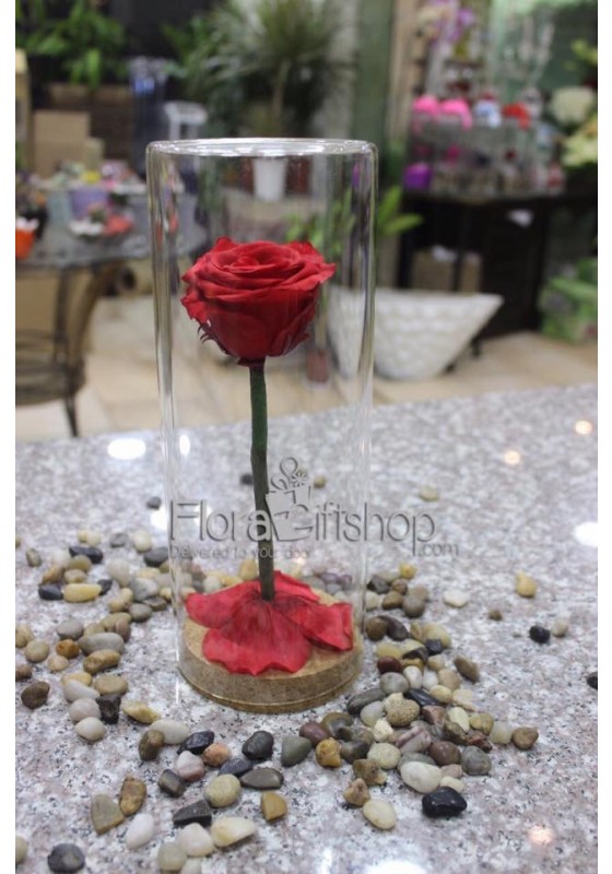 Forever Roses - Red