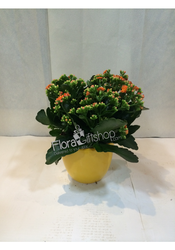 Calandiva Plant Small