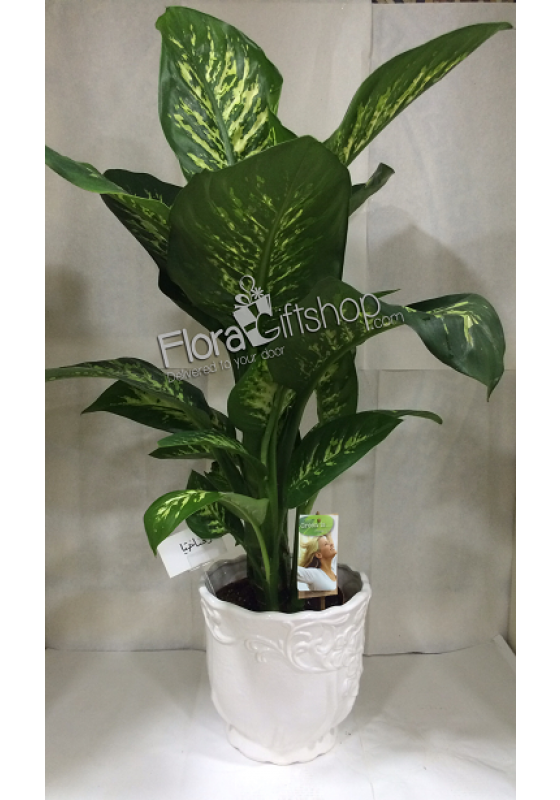 DIEFFENBACHIA Plant