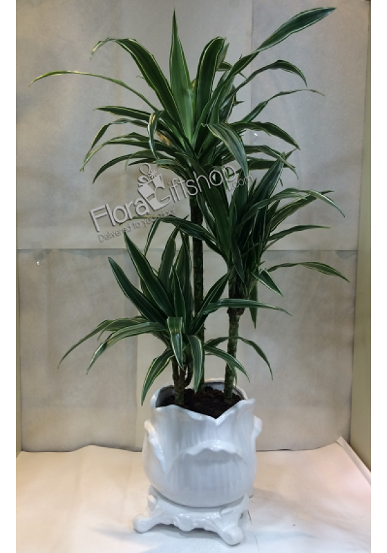 Dracaena Warneckii Small