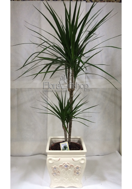 Dracena MARGINATA II