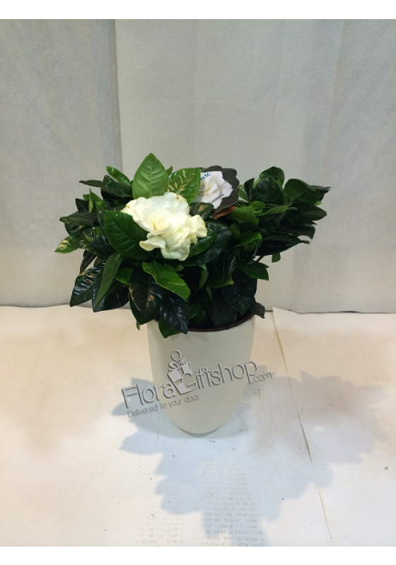 Gardenia 