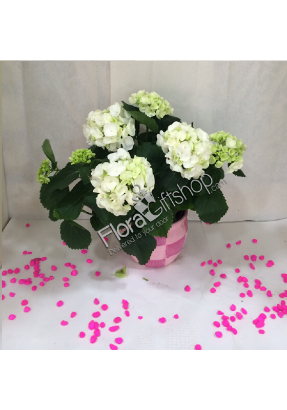 Hydrangea