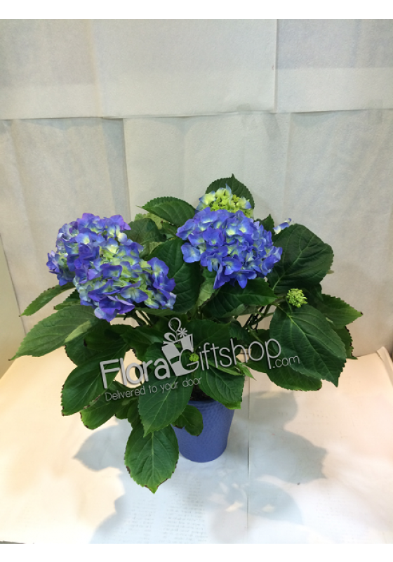 Hydrangea