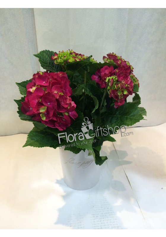 Hydrangea
