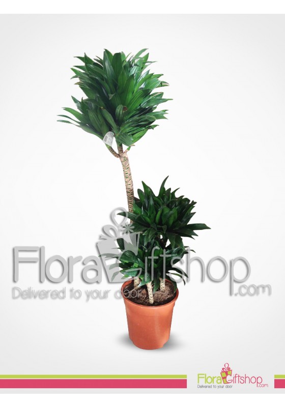 Compacta Plants