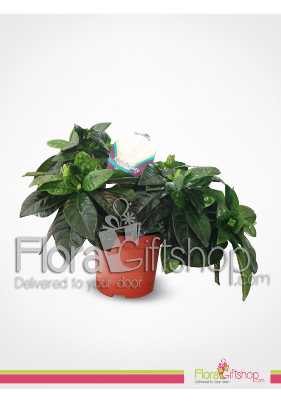 Gardenia Flowers