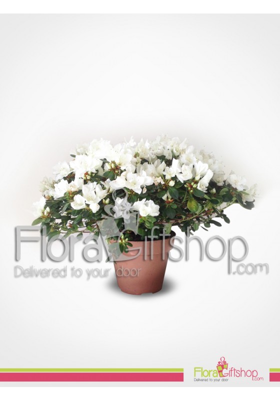 White Azalea Plant