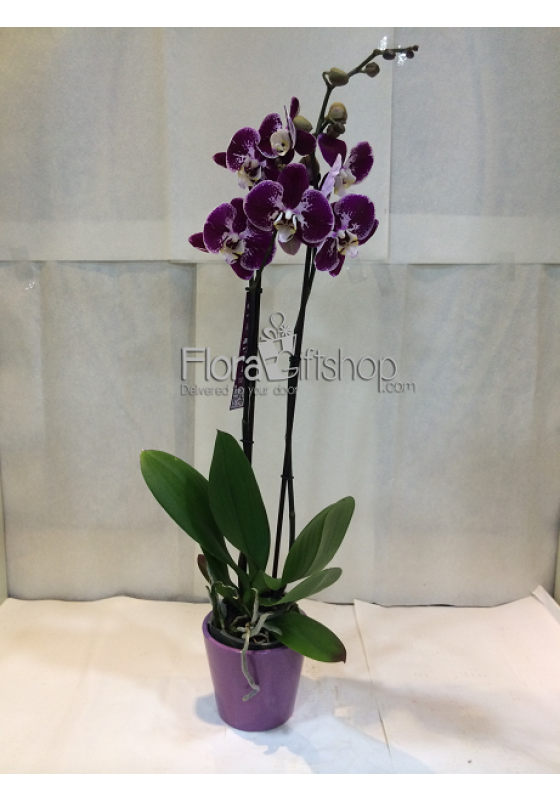 Orchida  MP19