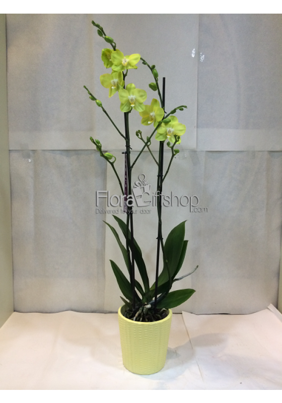 Orchida 