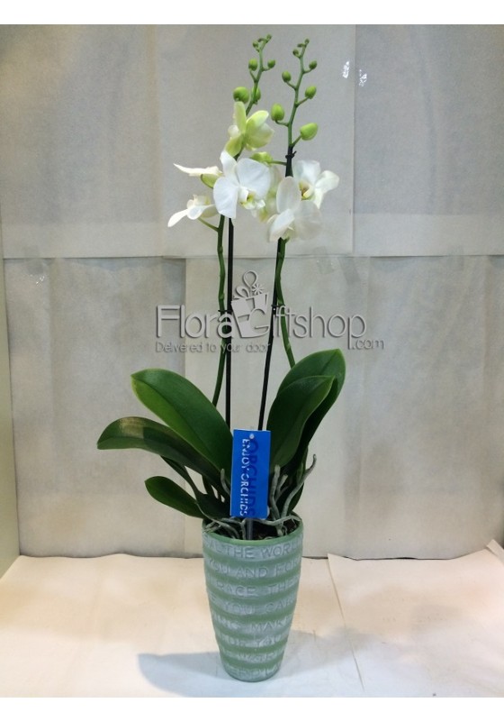 Orchida 