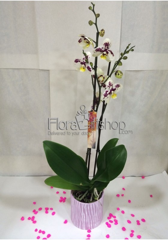 Phalaenopsis Orchida