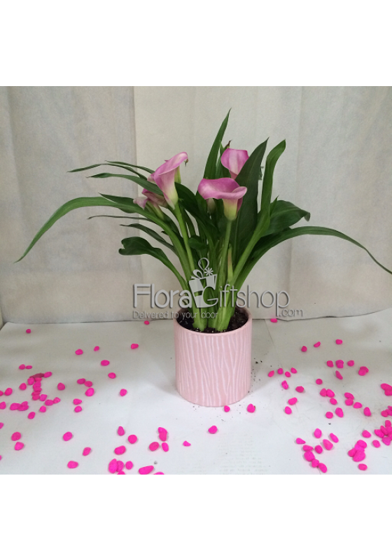 Pink CALLA