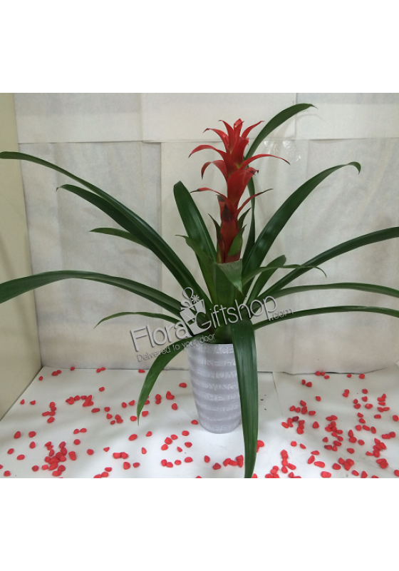 Red Guzmania 