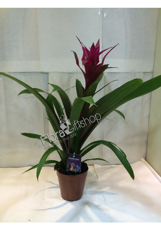 Vinous Guzmania 