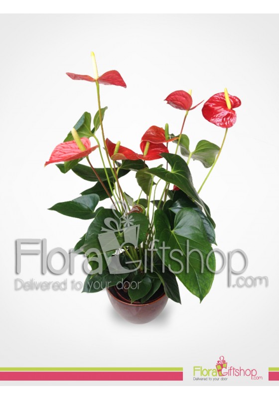 Anthurium Plants 