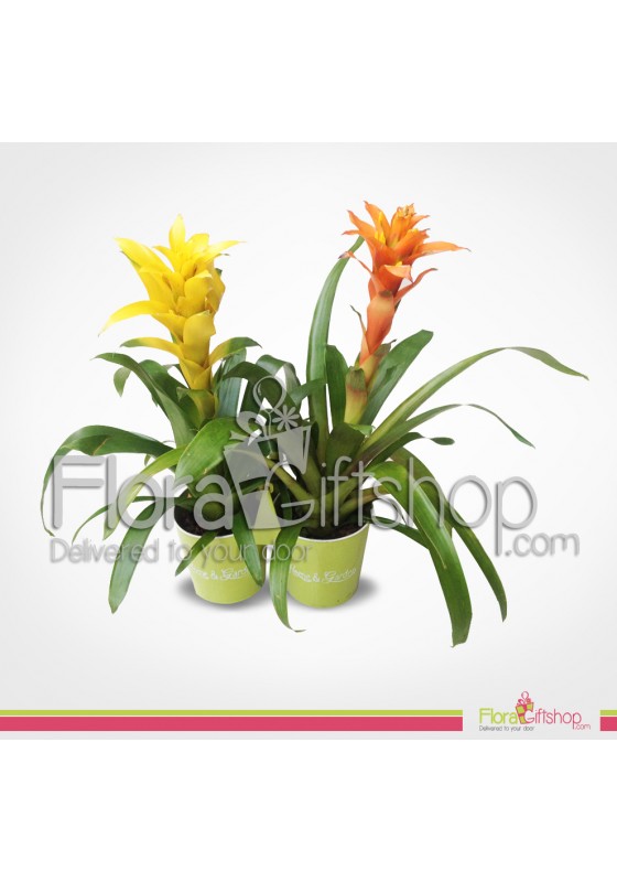 Twin Guzmania Plants