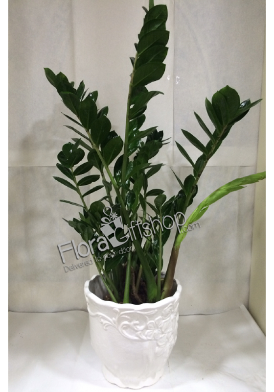Zamia 