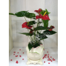 Anthurium Plants 