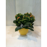 Calandiva Plant Small