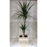 Dracena MARGINATA II