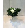 Gardenia 