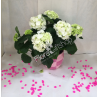 Hydrangea