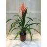 light Orange Large  GUZMANIA